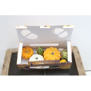 Sier Cuc P Pumpkin Giftbox X1