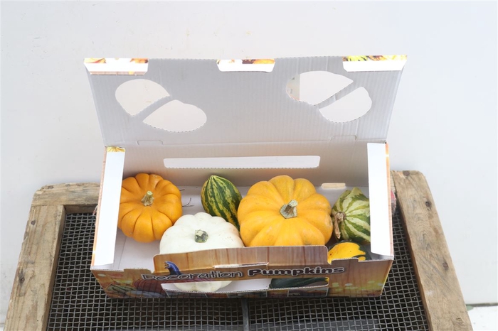 Sier Cuc P Pumpkin Giftbox X1