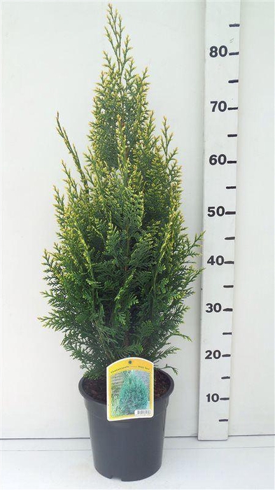 <h4>Chamaecyparis White Spo</h4>