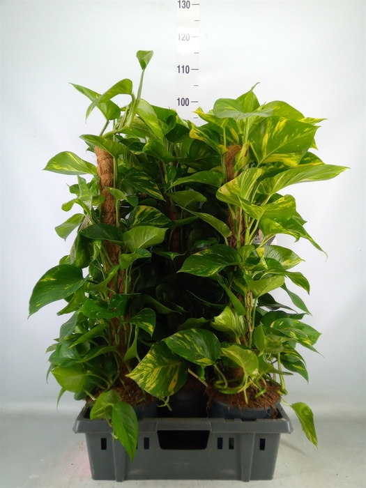 <h4>Epipremnum pinn.   ...moss stick</h4>