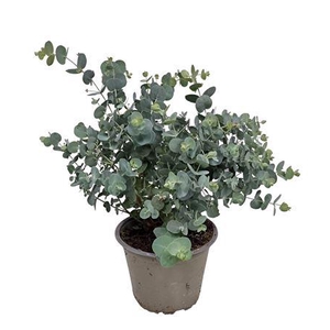 Eucalyptus Silver Dollar Bush - 564