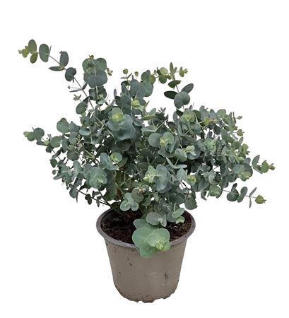 <h4>Eucalyptus Silver Dollar Bush - 564</h4>