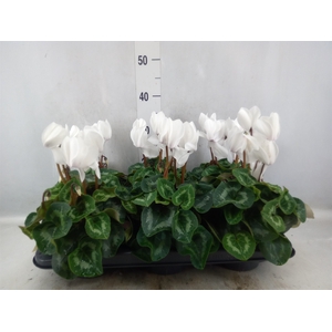 Cyclamen GR 'Leopardo'