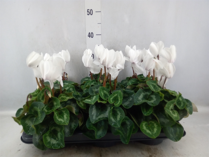 Cyclamen GR 'Leopardo'