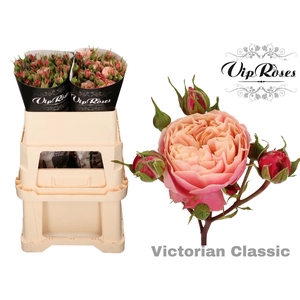 Rs tr Victorian Classic@