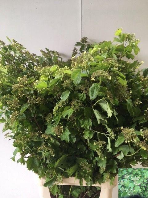 <h4>VIBURNUM OPULUS</h4>