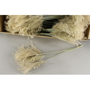 DF Miscanthus Dry Feather