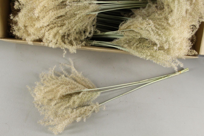 <h4>DF Miscanthus Dry Feather</h4>