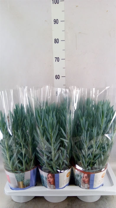 <h4>Curio ficoides 'Mount everest'</h4>