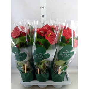Anthurium andr. 'Nevada'