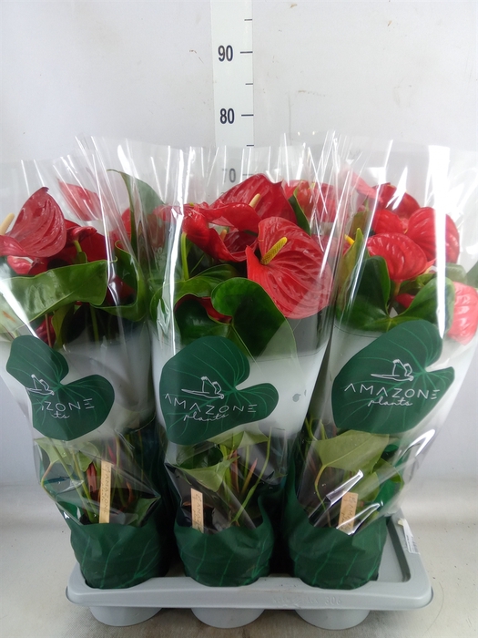 <h4>Anthurium andr. 'Nevada'</h4>