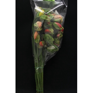 Papaver Bloeiend Mega