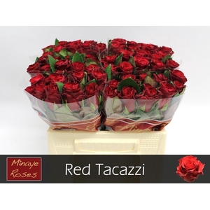 R GR RED TACAZZI+