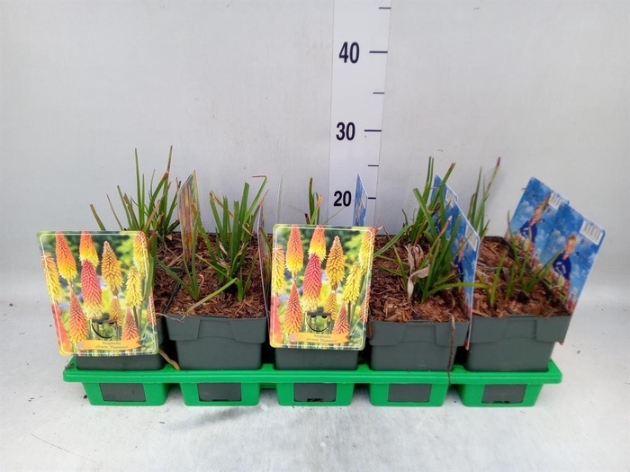 <h4>Kniphofia   ...</h4>