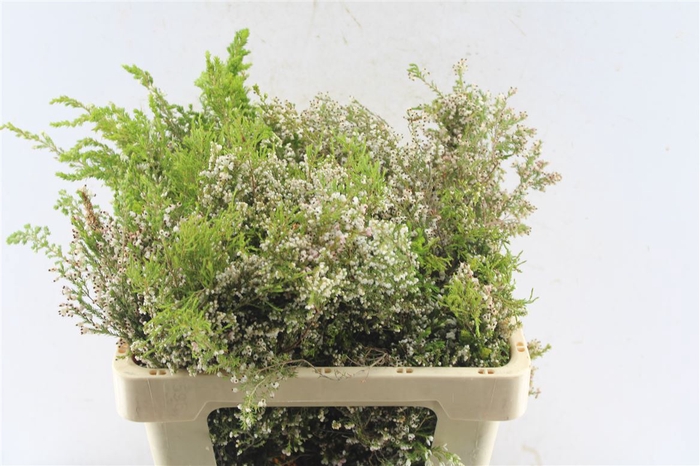 <h4>Kaaps Erica White</h4>