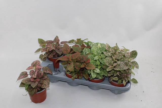 <h4>HYPOEST CONF C GEM</h4>