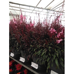 GAURA PINK