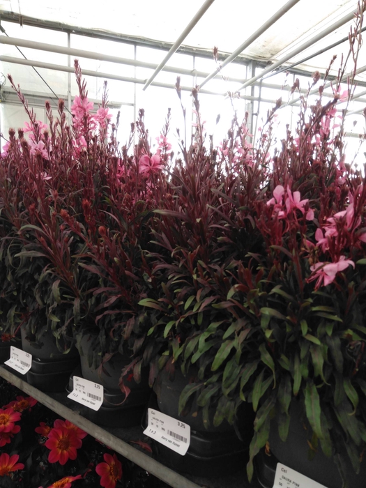 <h4>GAURA PINK</h4>