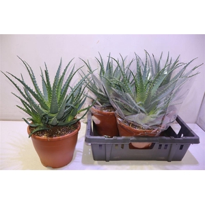 arr8 Aloe Arborescens