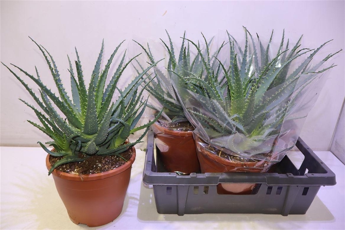 <h4>arr8 Aloe Arborescens</h4>