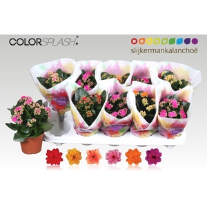 Kalanchoe gevuld gemengd 6klr.