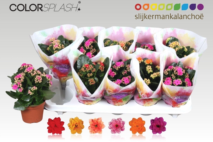 <h4>Kalanchoe gevuld gemengd 6klr.</h4>