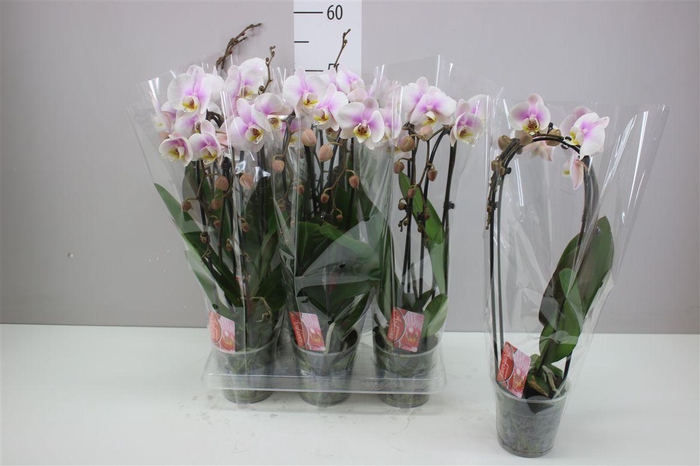 <h4>Phal Cascade Lichtroze 2 Tak</h4>