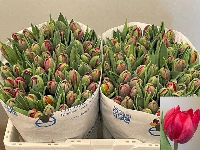 <h4>Tu Du Red Princess</h4>