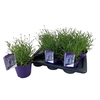 Lavandula angustifolia 'Essence Purple'