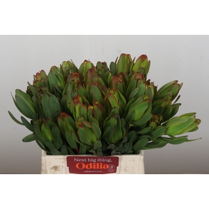 Leucadendron Laurel Yellow