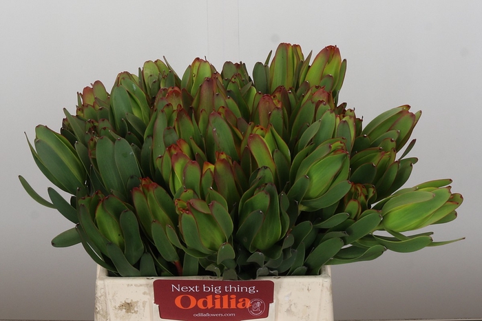 <h4>Leucadendron Laurel Yellow</h4>