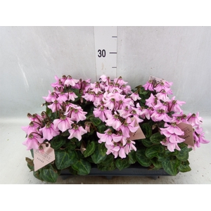 Cyclamen KL 'Petticoat'