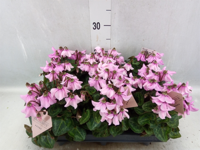 <h4>Cyclamen KL 'Petticoat'</h4>