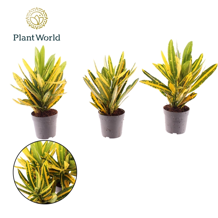 <h4>Codiaeum Sunny Star</h4>