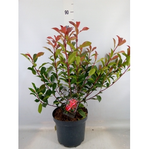 Photinia fraseri