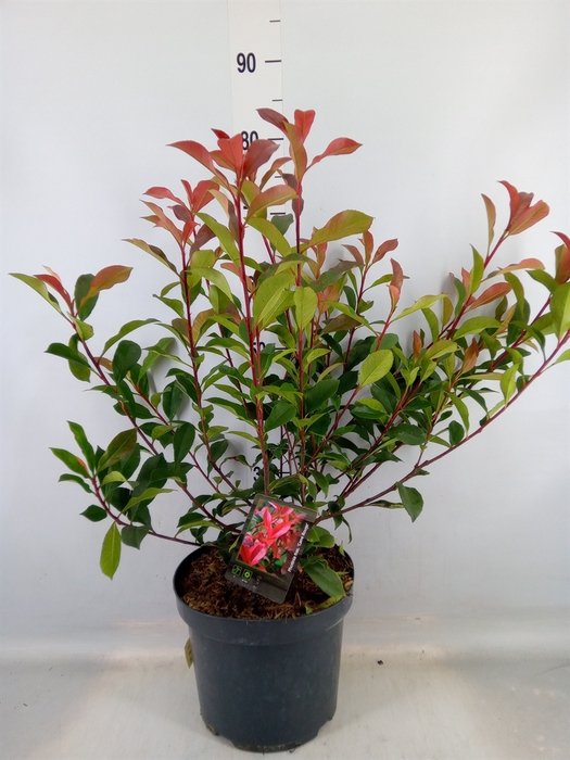 <h4>Photinia fraseri</h4>