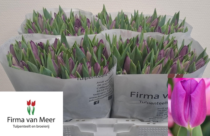 <h4>TU EN PURPLE FLAG</h4>