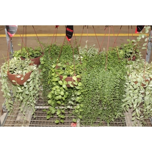DISCHIDIA C21 VARIADO