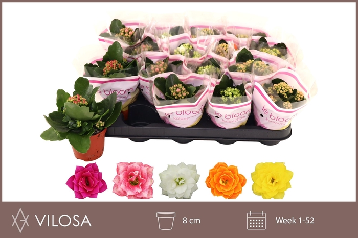 <h4>KAL GE GEM 5 KL</h4>