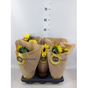 Helianthus an. 'Sunsation'