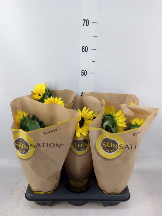 <h4>Helianthus an. 'Sunsation'</h4>