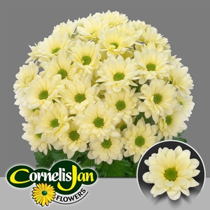 Chr T Resq Cream Cornelis Jan