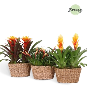 Bromelia Duo Green Basket Java