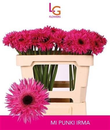 <h4>Gerbera mini Punki Irma</h4>