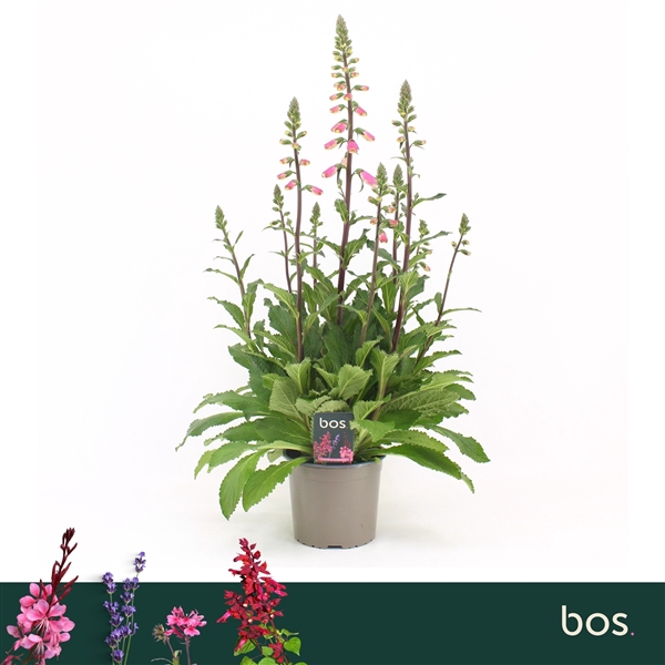 <h4>Digitalis Purpurea, Panther</h4>