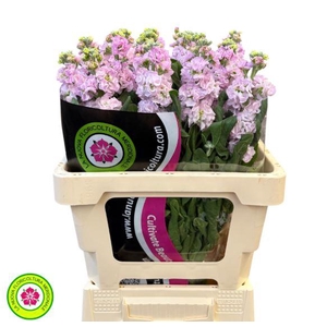 Matthiola Iron Cherryblossom