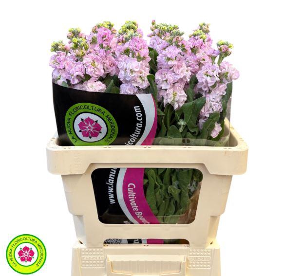 <h4>Matthiola Iron Cherryblossom</h4>