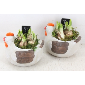 arr4 Narcis RN - Happy chicken