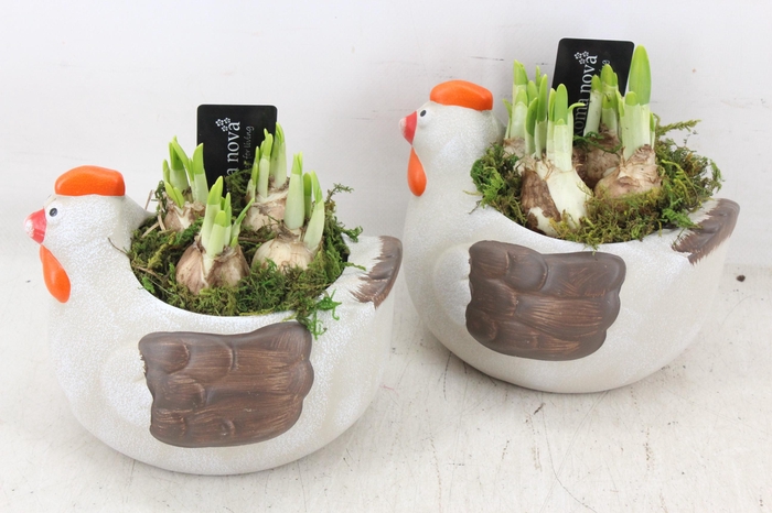 <h4>arr4 Narcis RN - Happy chicken</h4>