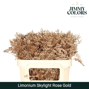 Limonium Skylight L70 Rose gold